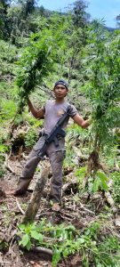 Polisi Temukan Ladang Ganja di Hutan Lindung