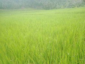 Padi Diserang Ulat Petani Mengeluh