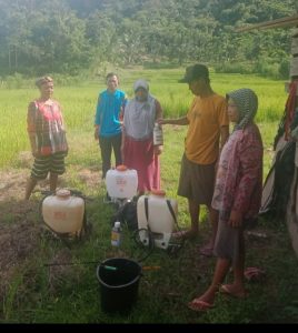 Padi Diserang Ulat Ketua Kelompok Usulkan Racun ke Dinas Pertanian