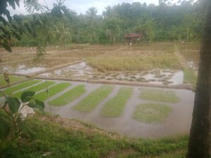 Petani Sawah Kembali Tanam Padi Perharap Ada Bantuan Racun Pemberantas Serangga