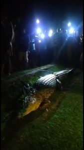 Panglima Sungai Selagan Pemangsa Salah Satu Warga Desa Tanah Rekah Akhirnya Tertangkap Juga