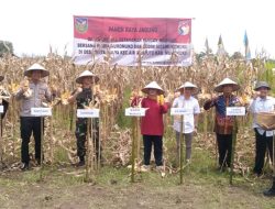 Ketua DPRD Panen Jagung Sekaligus Ajak Warga Menjaga Ketahanan Pangan Nasional