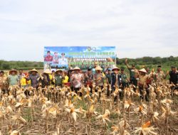 Bupati dan Dandim Panen Jagung