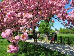 Bunga Sakura, Pemberi Semangat di Ukraina