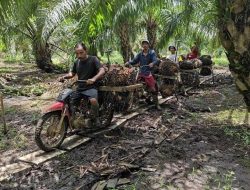 Pajak Sawit di Bengkulu Capai Rp360 Miliar