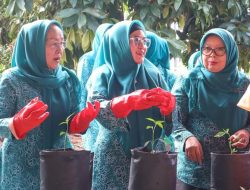 Derta Rohidin Dorong Masyarakat Tanam Cabai