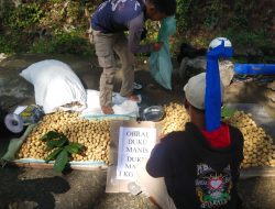 Harga Duku di Bengkulu Anjlok