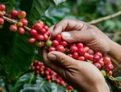 Harga Kopi di Bengkulu Terus Naik