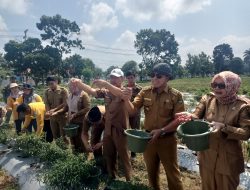 Gerakan Tanam, Pemkab BS Panen Cabe Program Ketahanan Pangan