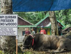 Sapi Kurban Presiden RI di Bengkulu Dibagikan Langsung ke Masyarakat