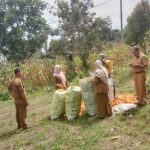 Dinas Ketahanan Pangan dan Kelompok Tani Karya Muda Panen Perdana Jagung di Lahan Tidur