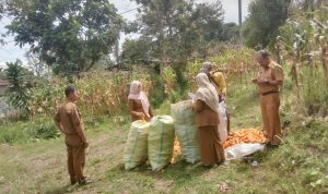 Dinas Ketahanan Pangan dan Kelompok Tani Karya Muda Panen Perdana Jagung di Lahan Tidur