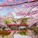 Ini Bocoran Waktu Terbaik untuk Melihat Bunga Sakura di Jepang