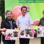 Indonesia–Jepang Jalin Kemitraan Baru Pelestarian Orangutan