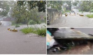 Hujan Lebat Sebabkan Banjir dan Robohkan Tembok Rumah Warga