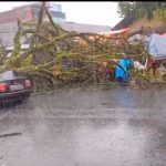Hujan Angin Landa Rejang Lebong, Pohon Tumbang Timpa Mobil Sedan