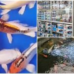 Graha Koi Hadirkan Ikan Koi Berkualitas, Harga Terjangkau untuk Semua Kalangan