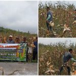 Panen Jagung Desa Bukit Sari Bentuk Perkuat Ketahanan Pangan Lokal