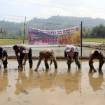 Pemkab Kaur Gerakan Tanam Padi Program Swasembada Pangan