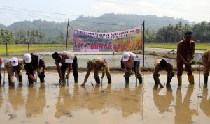 Pemkab Kaur Gerakan Tanam Padi Program Swasembada Pangan